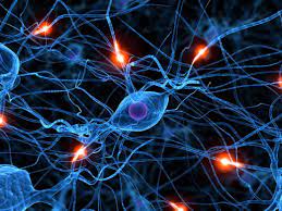 NEUROBIOLOGIE